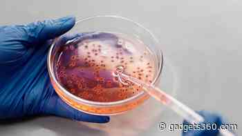 Bacteria Change Swimming Pattern While Navigating Through Tight Spaces: Researchers