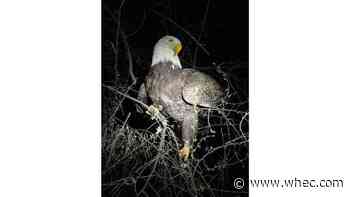 Bald Eagle in Romulus with Avian flu symptoms dies
