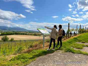 Bad Krozingen bietet neue "Smarte Weinwanderung" an! - Regenbogen