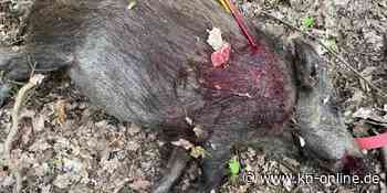 Wilderer schießt mit Pfeil auf hochträchtige Bache