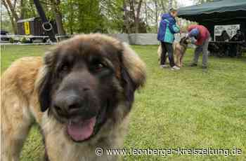 Neue Tierschutzverordnung - Sind Leonberger Hunde eine Qualzucht? - Leonberger Kreiszeitung