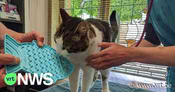 Dierenartsen uit Lede winnen prijs als katvriendelijke praktijk op internationale wedstrijd - VRT NWS