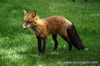 Un renard s'infiltre dans le zoo de Washington et tue 25 flamants rouges