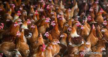 Avian flu found in 3 more Alberta communities: CFIA