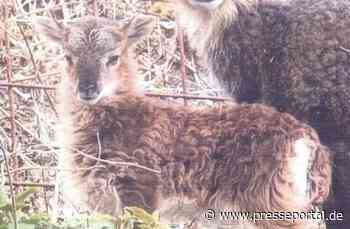 POL-PDKO: Wer hat Frida gesehen?
