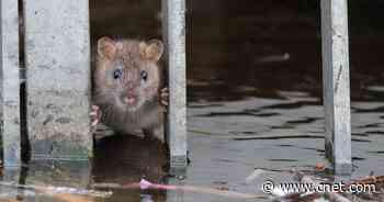No, a City Rat Probably Won't Cause the Next Pandemic     - CNET