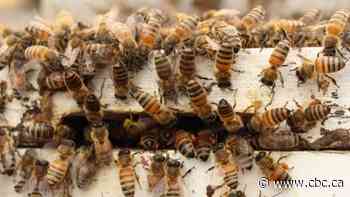 Alberta honey producers facing one of worst years on record for bee deaths