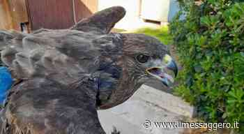 Bellissima poiana finisce in una trappola per uccelli: un'ala ferita dal nylon - ilmessaggero.it