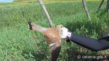 Gheppio con un'ala spezzata salvato da un gruppo di biker sul lago Ogliastro - Giornale di Sicilia