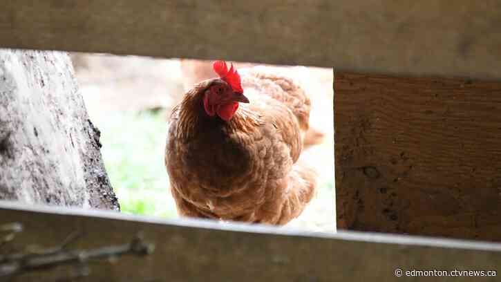 Avian flu confirmed in 3 more Alberta communities: CFIA