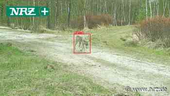 App soll Pony-Besitzerin in Hamminkeln vor dem Wolf warnen - NRZ News