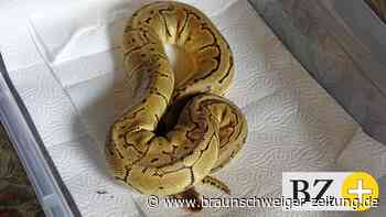 Peta schaltet sich im Fall des bei Lehre gefundenen Python ein