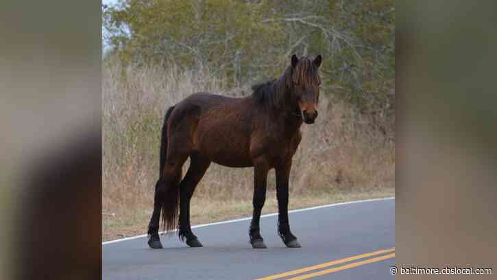 ‘Aggressive’ Assateague Island Horse Moved To Texas