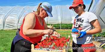 Saisonstart im Kreis Hildesheim: Gute Bedingungen für Erdbeerernte - www.hildesheimer-allgemeine.de