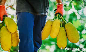 Food Tech Startup Aims to Offer a More Sustainable Jackfruit-Based Meat Alternative – Food Tank - Food Tank