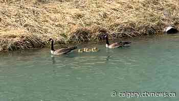Calgary weather for Tuesday, May 3 | CTV News - CTV News Calgary