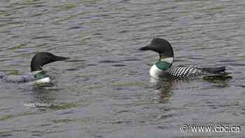 When nature calls … no, really. How to embrace the sounds of an Alberta spring