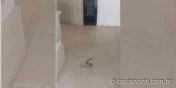 Cobra invade escritório na Riviera, em Bertioga | VÍDEO - Costa Norte