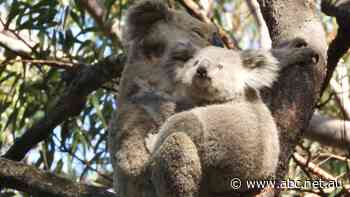 Citizen scientists uncover hidden koala population at Heathcote National Park near Sydney - ABC News