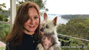 Ukrainians fleeing bombs find safety with Sydney host families - ABC News