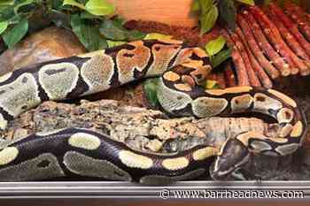 Upscale development – seven snakes left abandoned in house - Barrhead News