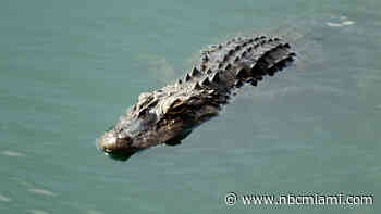 FWC Approves Extended Alligator Hunting Hours