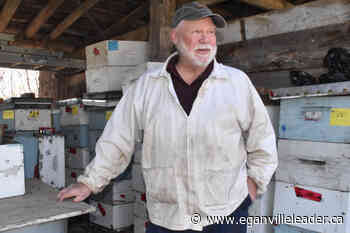Decimation of honey bees catastrophic for local honey producers - The Eganville Leader