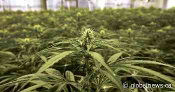 Choom obtains creditor protection, interim financing from Aurora Cannabis