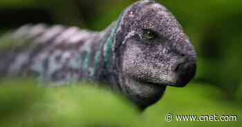 Apple TV Plus: Every New TV Show Arriving in May     - CNET