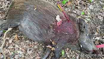 Kleinmachnow: Wilderer schießt hochträchtige Bache mit Pfeil an - Strafanzeigen - Märkische Allgemeine Zeitung