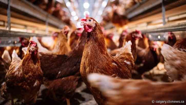 Alberta has more cases of avian flu than any other province: CFIA