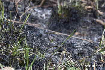 Im Kreis Emmendingen besteht aktuell große Waldbrandgefahr - Emmendingen - Badische Zeitung
