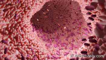 A Calorie-Reduced Diet Can Delay the Development of Diabetes and Boost the Immune System