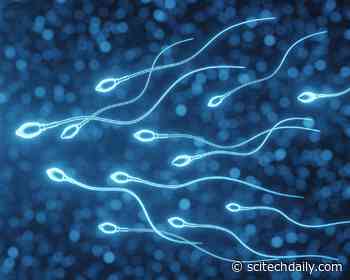 Older Men With High BMI Have More Sperm Cell Irregularities