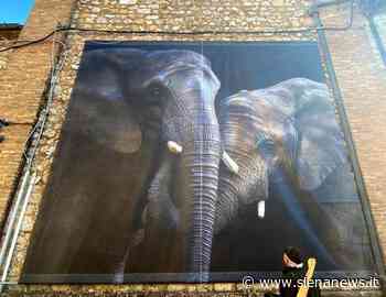 Giango torna sul podio del Premio Mediastars con 5 riconoscimenti - Siena News