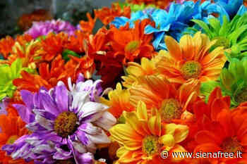 Siena, risboccia la primavera con la mostra mercato di piante e fiori - SienaFree.it
