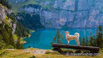 Strade di Siena lancia il dogtrekking lungo la Francigena - Travelnostop.com