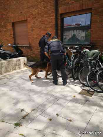 Intensificazione dei controlli antidroga della Guardia di Finanza di Siena: 9 soggetti sorpresi con stupefacenti - Canale 3