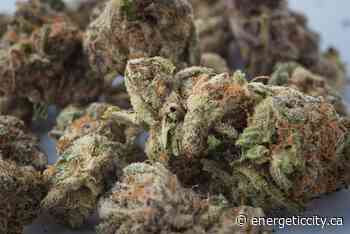 Cannabis company Choom obtains creditor protection, interim financing from Aurora - Energeticcity.ca