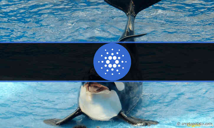 Cardano Whales Bought 200 Million More ADA in 5 Weeks - CryptoPotato
