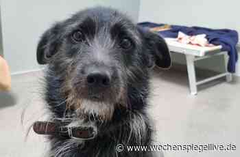 Wer nimmt Rocky bei sich auf? - Euskirchen - WochenSpiegel