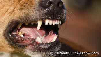 Health officials seek dog that hurt person at apartment complex in Grafton