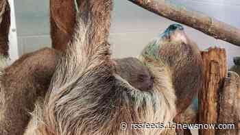 Norfolk's Virginia Zoo welcomes baby two-toed sloth
