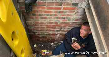 Baltimore firefighter plans to adopt kitten they rescued from storm drain - wmar2news.com