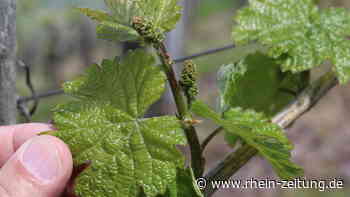 Reben treiben aus: Jetzt bitte kein Frost - Kreis Cochem-Zell - Rhein-Zeitung