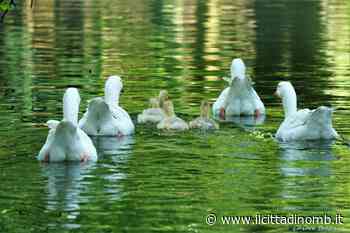 Parco di Monza: in libertà l'ochetta ferita - Il Cittadino di Monza e Brianza