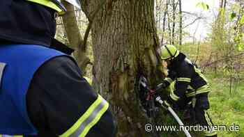 In Erlangen brannte auf einmal ein Baum - Nordbayern.de