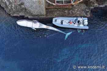 La balenottera trovata morta a Capri nel 2020 era un ibrido, il primo del Mediterraneo - Kodami
