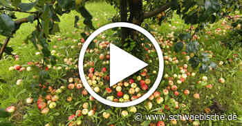 Ravensburg: Container soll Lebenmittelverschwendung reduzieren - Schwäbische