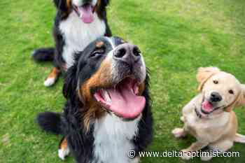 Letters: Beach Grove Dog Park lovers need to unite - Delta Optimist